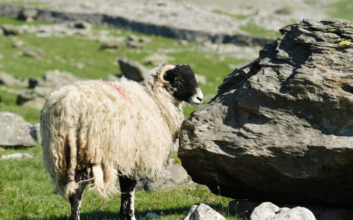 photo of a sheep by a rock