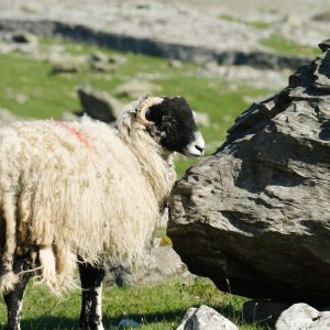 photo of a sheep by a rock